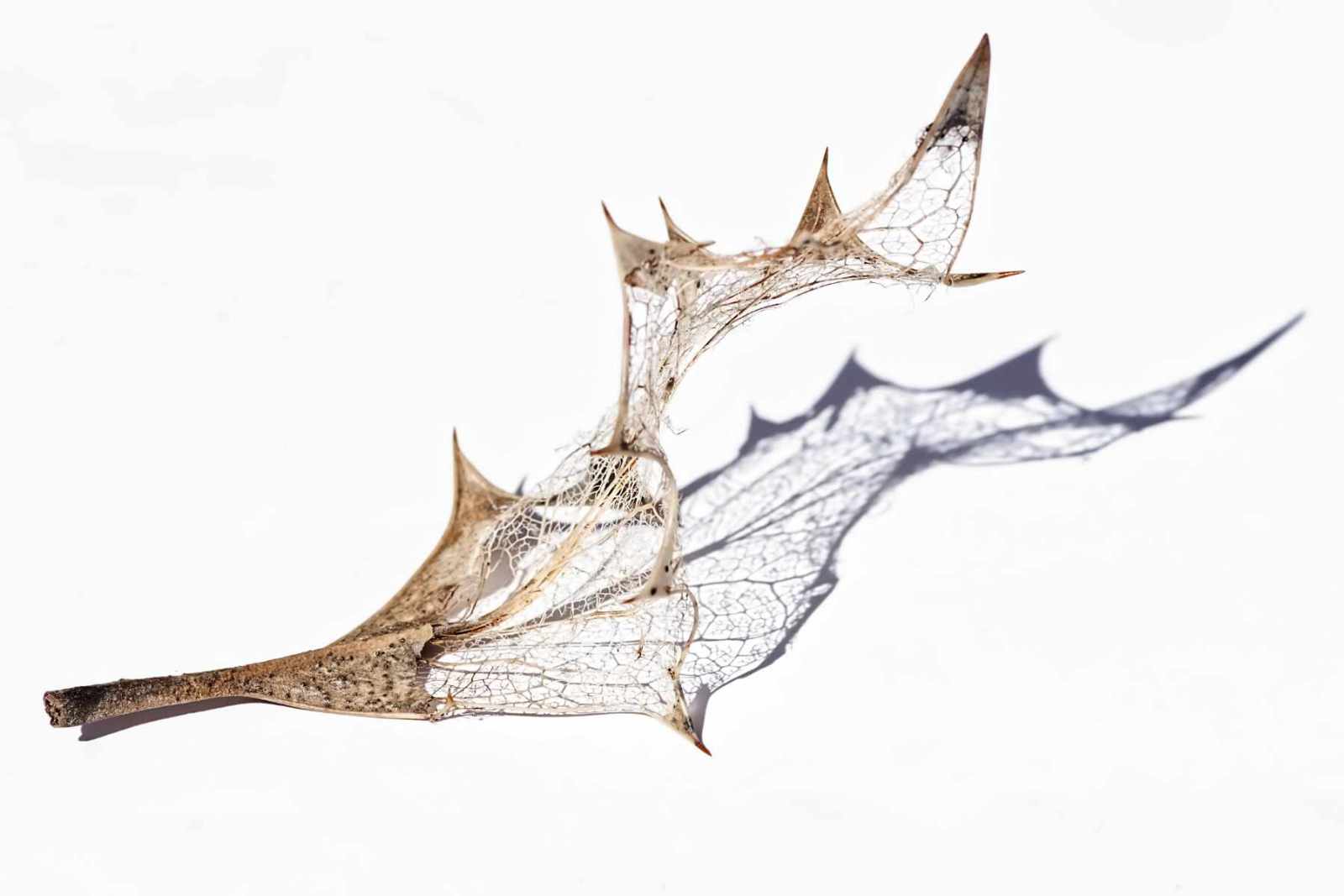 1st Place - Jackie Rea - Skeletal Leaf